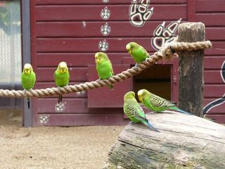 马格德堡动物园, 澳大利亚, ​​虎皮鹦鹉, 鸟, 多彩, 小鸟, 搞笑