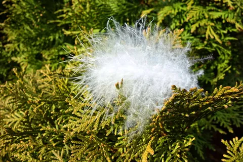 羽绒，羽毛，羽绒，绒毛，绒毛，牙线，羽毛，鸟