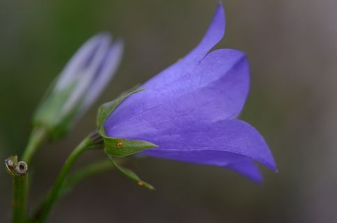 风铃花,桃叶风铃花,花,春天,春天的花,开花,自然,植物 风铃花,桃叶风铃花,花,春天,春天的花,开花,自然,植物