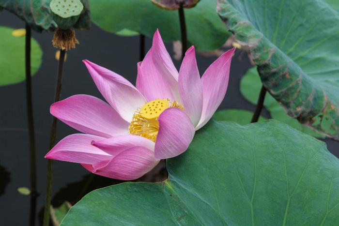 莲花、花朵、自然、池塘、水设施、玫瑰花瓣、黄色中心、荷花睡莲