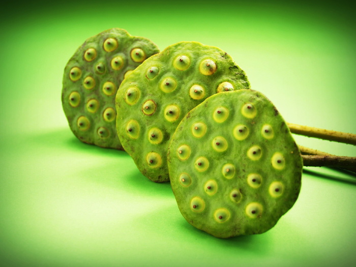 莲花、种子、花、叶、豆荚、印度、特写、孤立