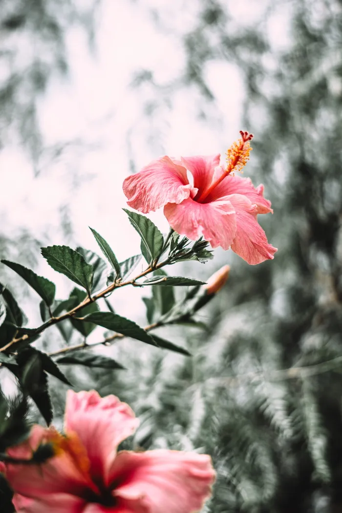 粉红色芙蓉花的选择性聚焦摄影