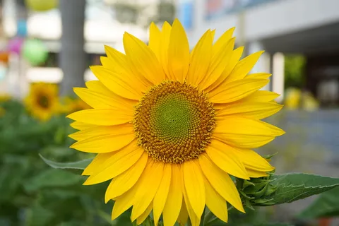 向日葵，胡志明市，春天，越南，户外，快乐，黄色，花朵