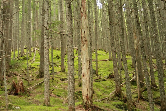 美国，冰川国家公园，绿色，枯树，树木，森林，苔藓，土地