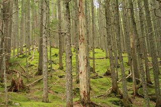 美国，冰川国家公园，绿色，枯树，树木，森林，苔藓，土地