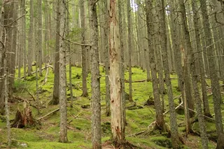 美国，冰川国家公园，绿色，枯树，树木，森林，苔藓，土地
