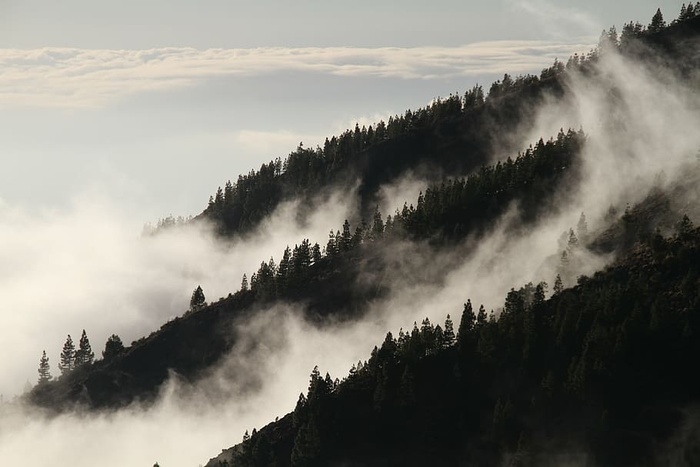松树，山，阴凉，雾，森林，雾，神秘，植被