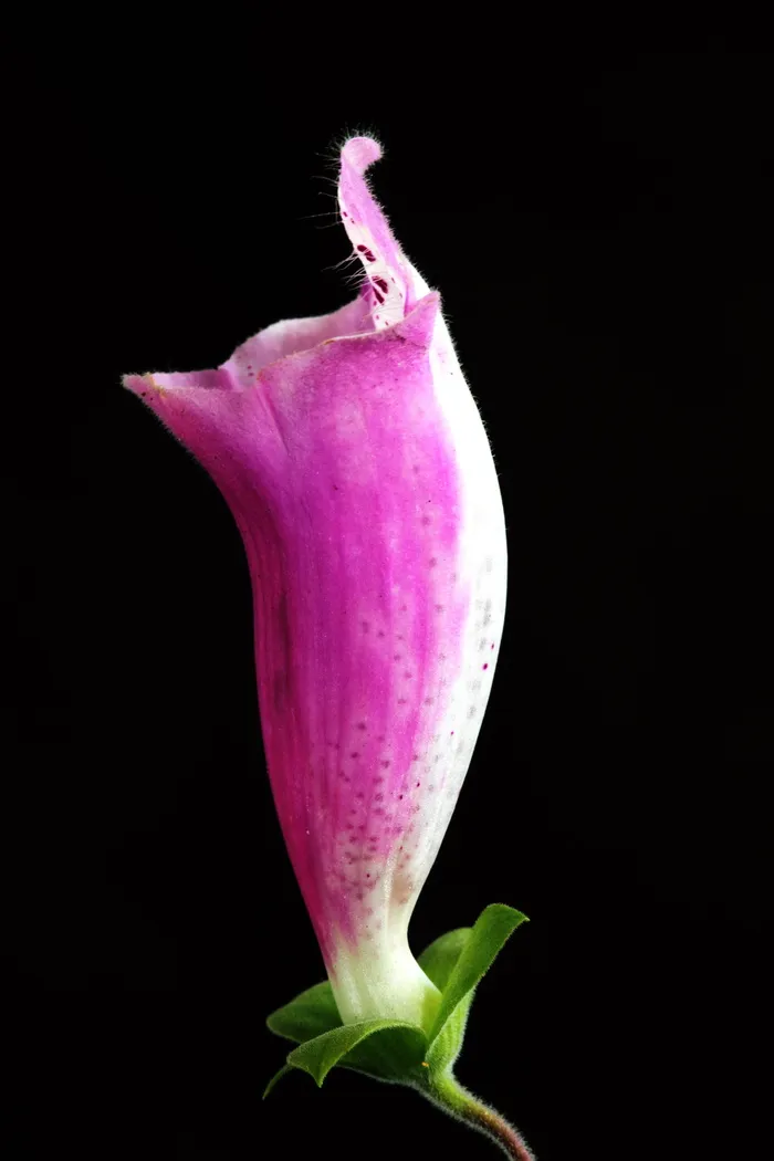 自然，花瓣，花朵，颜色，绽放，盛开，绽放，明亮