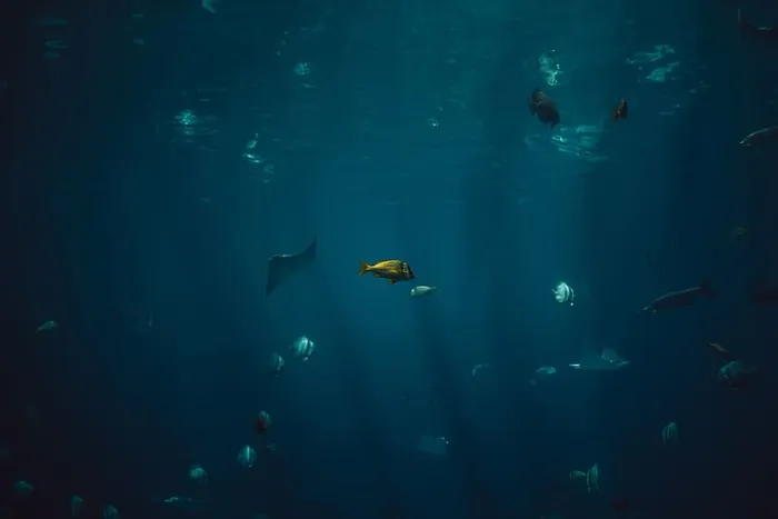 鱼，水生，动物，海洋，水下，蓝色，水，游泳