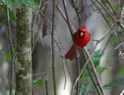 鸟,动物,美国,istokpoga湖出入公园,sebring,fl,nature,cardinal,birds 鸟,动物,美国,istokpoga湖出入公园,sebring,fl,nature,cardinal,birds