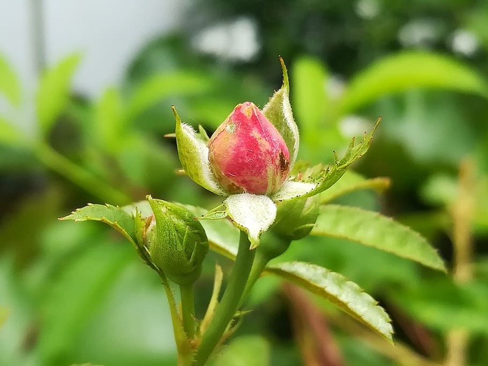 玫瑰，红色，秋叶，植物，新鲜，特写，植物部分，自然之美