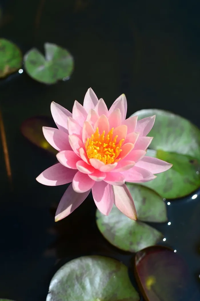 花，莲花，粉红色，开花植物，植物，脆弱性，新鲜度，脆弱性