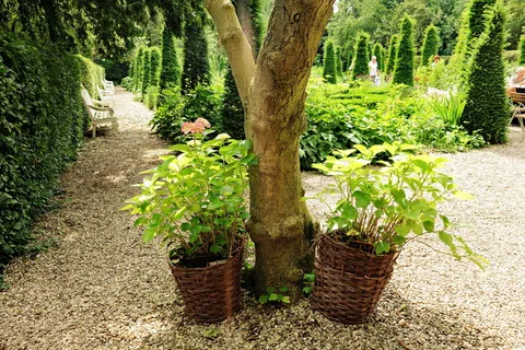 花园，风格，17世纪，设计，花园，风格，住宅，复古