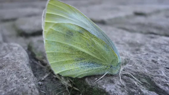 蝴蝶、昆虫、柠檬、地面、探测器、爬行、植物部分、特写 蝴蝶、昆虫、柠檬、地面、探测器、爬行、植物部分、特写