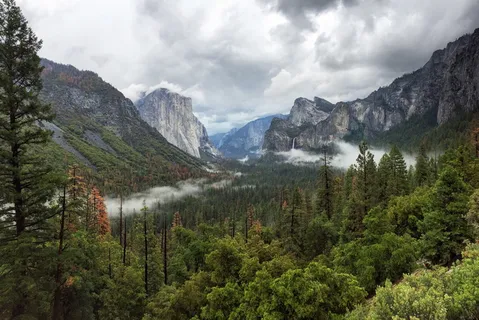 山边的树 山边的树