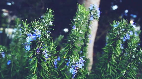 浅,聚焦照片,蓝色,花朵,选择性,聚焦,摄影,紫色 浅,聚焦照片,蓝色,花朵,选择性,聚焦,摄影,紫色