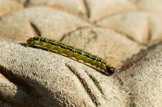 黄杨蛀虫，书，蛀虫，毛虫，害虫，铁杉，铁杉，蝴蝶