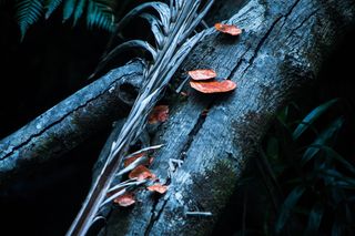 蘑菇, 橙色, Badeschwamm, 木, 丛林, 树, 分手, 循环自然