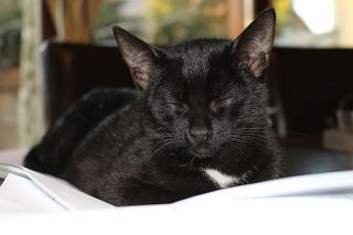 黑色，猫，睡觉，白色，床单，小猫，睡觉，宠物