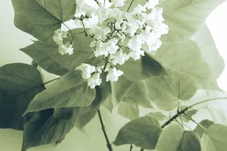 照片，白色，花瓣状花朵，花瓣状，花朵，花朵，花瓣，花朵