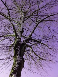分支机构, 自然, 背景, 树, 桦木, 科, 天空, 光秃秃的树 分支机构, 自然, 背景, 树, 桦木, 科, 天空, 光秃秃的树