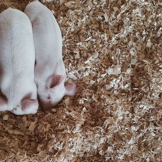 哺乳动物，动物，猪，猪，野猪，宠物，急救，土壤