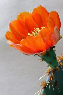 仙人掌，仙人掌，花，刺，自然，绿色，开花，开花