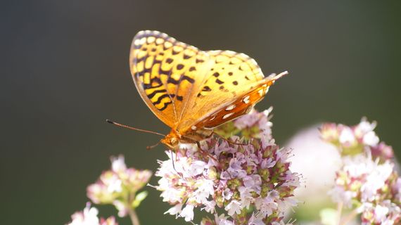自然、夏天、黄色、蝴蝶、新罕布什尔州、花、昆虫、动物主题