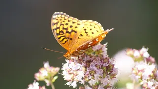 自然、夏天、黄色、蝴蝶、新罕布什尔州、花、昆虫、动物主题