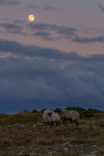 爱尔兰, 阿基尔岛, 羊, 月亮, 草, 天空, 云-天空, 土地