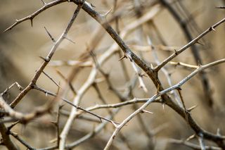 自然、纯净、自然、迷人、新鲜、专注、防护、安全