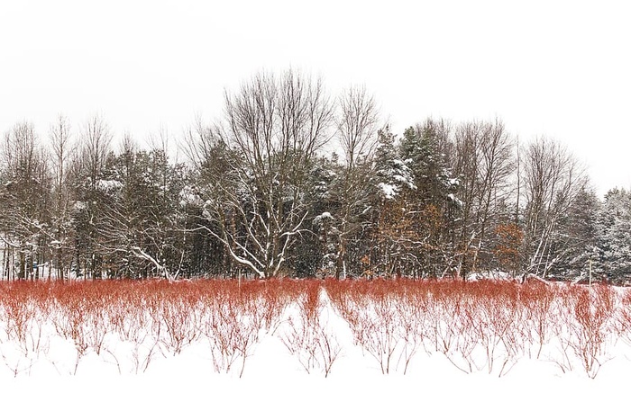 雪，树，蓝莓，蓝莓灌木丛，红，密歇根，森林，树林
