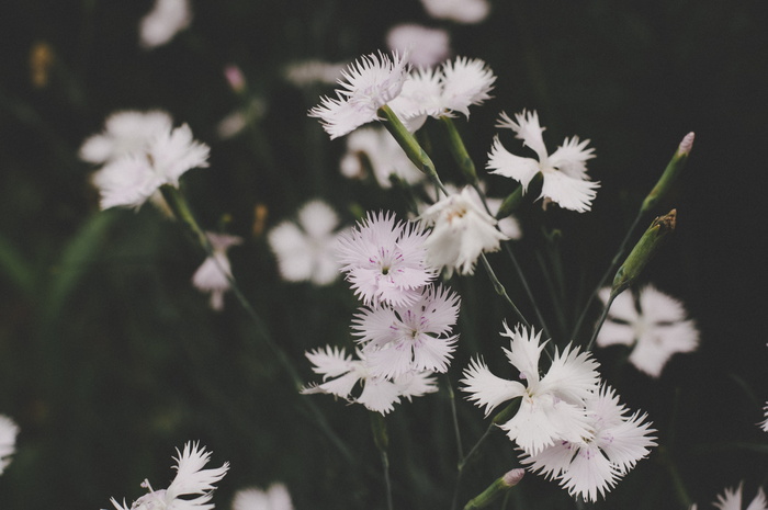 低光照片白色花瓣花