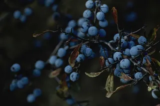选择性，聚焦摄影，蓝莓果实，自然，植物，茎，枝，果实