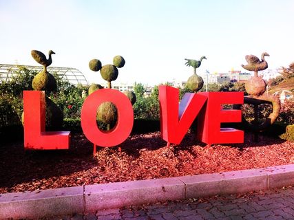 爱，百万玫瑰园，植物，天空，白天，沟通，自然，没有人