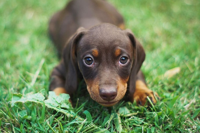 狗，小狗，腊肠犬，香肠犬，一种动物，狗，动物主题