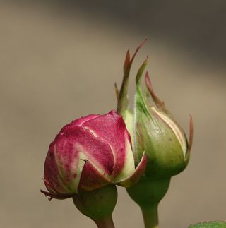 粉色、图案填充、纽扣、清新、特写、自然美、植物、无人