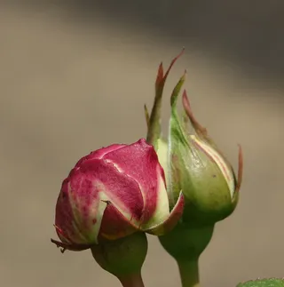 粉色、图案填充、纽扣、清新、特写、自然美、植物、无人