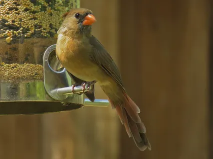 红衣主教，雌性，自然，鸟类，脊椎动物，动物主题，动物，一种动物