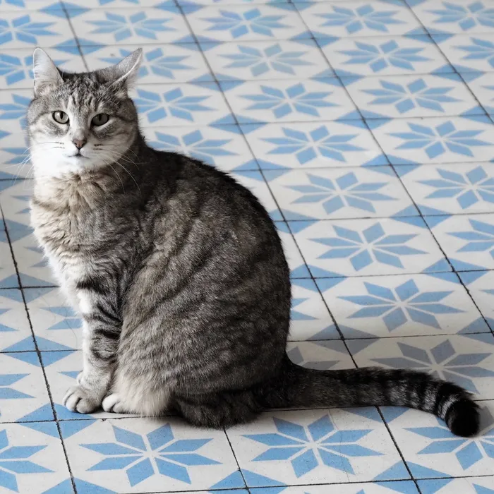 加图，聊天，蒙娜丽莎，家猫，猫，宠物，家养，动物