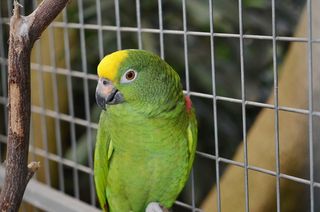 鹦鹉, 金刚鹦鹉, 鸟, 围栏, 链子, 绿色, 围栏, encaged