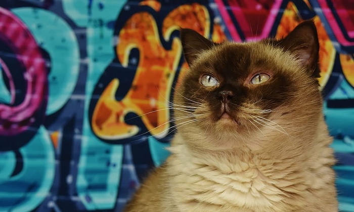 暹罗猫，英国短毛，纯种，毛皮，猫，动物世界，动物肖像，家猫