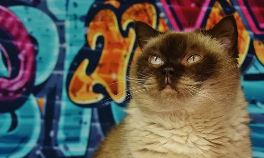 暹罗猫，英国短毛，纯种，毛皮，猫，动物世界，动物肖像，家猫