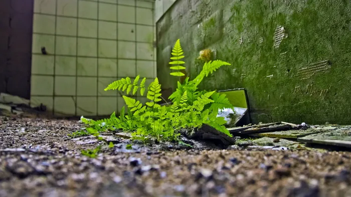 特写照片，绿色，蕨类植物，棕色，土壤，失去的地方，蕨类，污垢