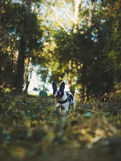 黑白色法国斗牛犬 黑白色法国斗牛犬
