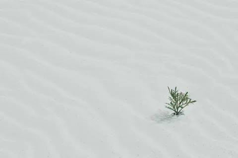 沙滩上的绿树 沙滩上的绿树