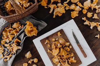 在树林里采蘑菇