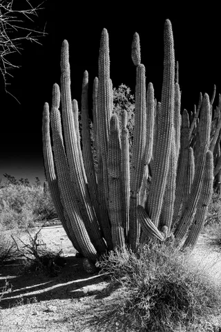 ajo，美国，风琴管仙人掌国家纪念碑，植物学家，风琴管，红外线，亚利桑那州，仙人掌