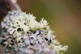 性质, 植物, 特写, 树, 小, 木, 增长, 苔藓