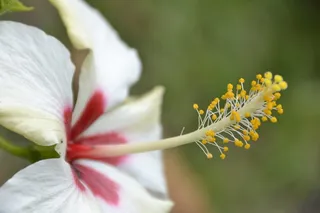圣华金，月季，白色，黄色，蔷薇，花朵，春天，夏天
